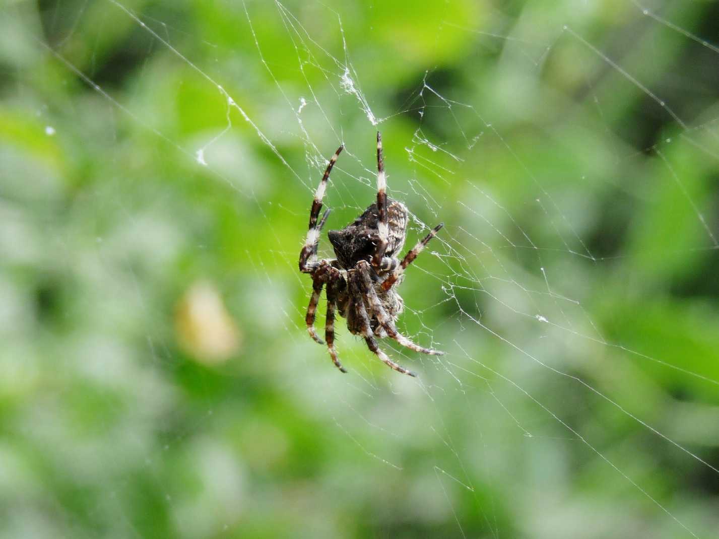 Araneus sp.